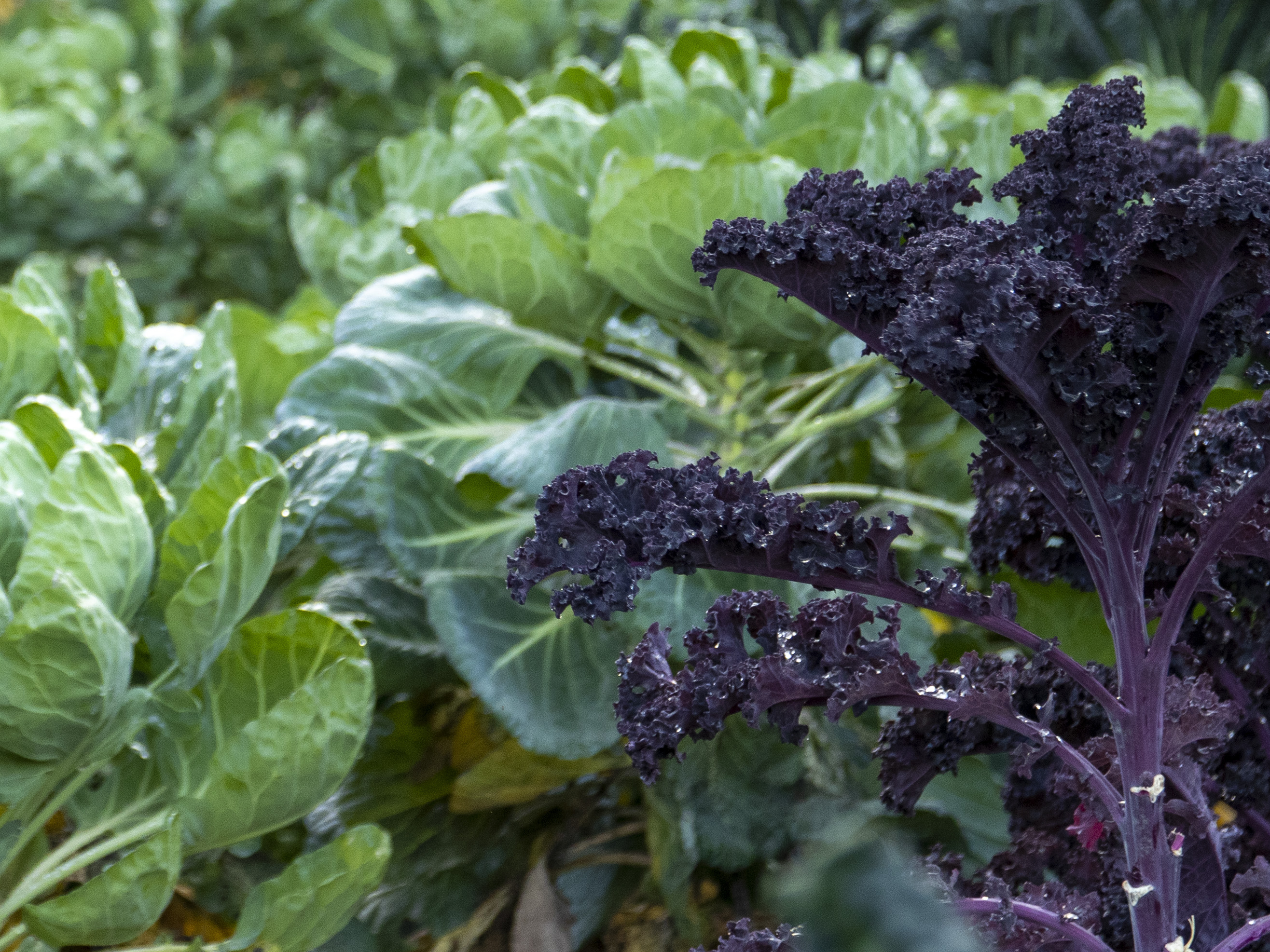 remote image load failed