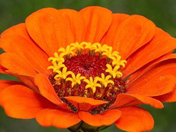 remote image load failed